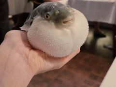 -肆月河豚·新淮扬(金融街店)