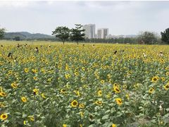 -光明小镇欢乐田园