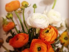 双季花艺园艺市场-双季花艺园艺市场(浦东店)