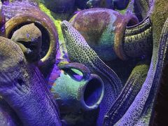 -太平洋海底世界