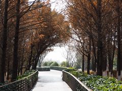 -江滩湿地公园