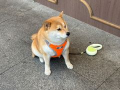 -尚食·卢记烧饼(十全街店)