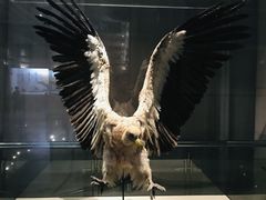-青藏高原自然博物馆