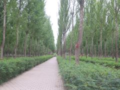 -香山公园
