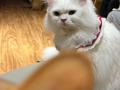 -MOCHA明星猫咖(田子坊店)