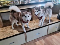 -Husky Go! 哈士奇体验馆·宠物咖啡厅狗咖