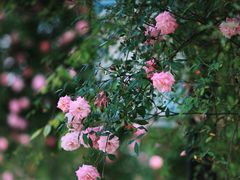 -鹅湖玫瑰文化园