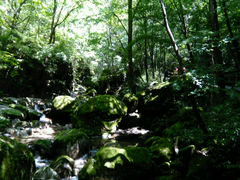 android_upload_pic-牛背梁国家森林公园