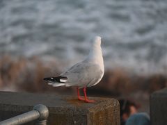-企鹅岛
