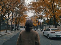 -三里屯东五街银杏大道