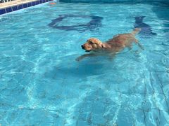 -趣玩宠物乐园寄养训犬训狗游泳池