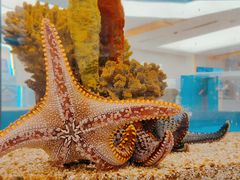 -上海海洋水族馆