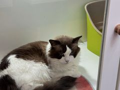 -青奢宠物·青奢猫舍