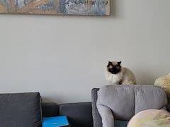 -瑞派康怡24h宠物医院·犬猫医疗中心·微创绝育(瑞景分院)