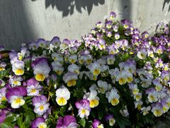 -Wagas沃歌斯(汇智店)