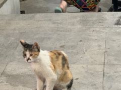 -老地方猫儿面(磁器口店)