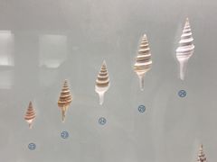 -青岛贝壳博物馆