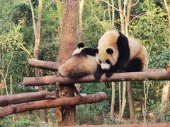 -成都大熊猫繁育研究基地