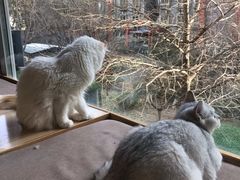-猫和宫(六道口店)