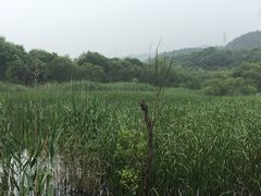 -西湖风景区-江洋畈生态公园