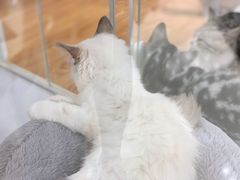 -COLOR PETS 撸猫馆·购猫·猫咖(长风大悦城店)