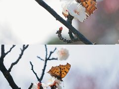 -开福禅寺
