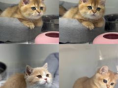 -lincat·猫舍(广州店)