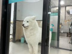 -安安宠医·安烨宠物医院·宠物保险(北仑分院)
