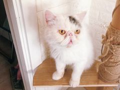 -平行世界·猫咖(首经贸店)