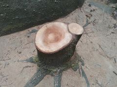 -火炉山森林公园