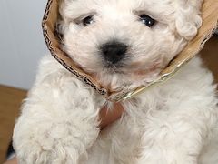 -宠爱有家宠物店(环镇北路店)