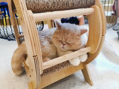 -飞行喵MR PILOT|猫舍·猫咖(静安大融城店)
