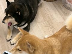 -柴迷FANS CLUB·柴犬狗咖·猫咖