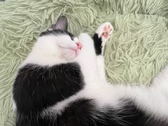 -有喵·猫咖·狗咖·30几只猫10只小狗(岗厦店)