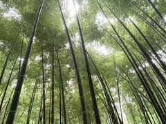 -上海佘山国家森林公园天马山园