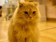 -猫咪派对(江南西店)