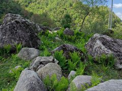 -狮子沟牧场