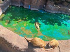 -西霞口神雕山野生动物世界