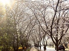 -高东镇樱花园