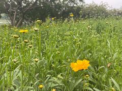 -大兴滨河森林公园