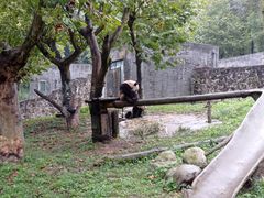 -都江堰中华大熊猫苑