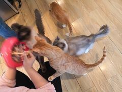 -Cappucimeow猫咪咖啡馆(韦伯时代店)