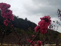 -神光山国家森林公园