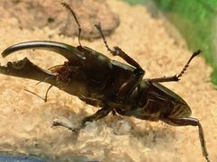 -上海大自然野生昆虫馆(东方明珠·爬宠昆虫探索中心)