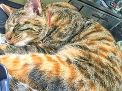 -猫的天空之城概念书店(杭州南宋御街店)