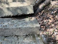 -上海佘山国家森林公园天马山园