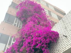-四川大学(望江校区)