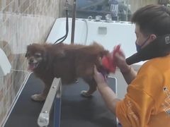 -汪小喵宠物·戴维斯乐芳希施宠馨宝皮毛调理洗护店