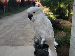 -盛世牡丹苑生态文化旅游区