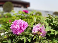 -隋唐洛阳城明堂天堂景区